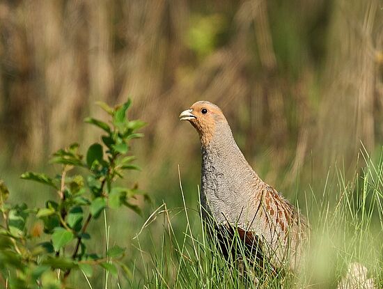 Der Vogel des Jahres 2026