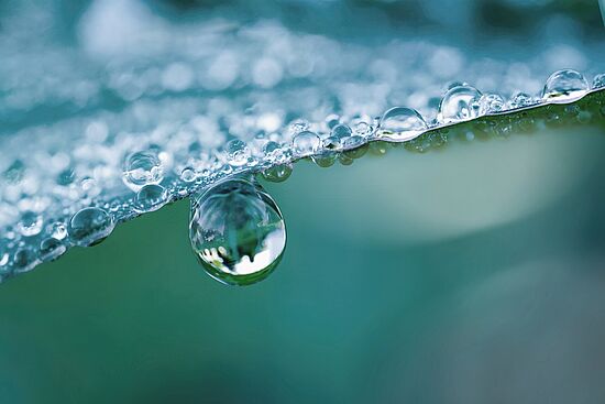 Wasserpflanzen: Die Bedeutung von Vegetation und fruchtbarem Boden für den Wasserkreislauf und das Klima - 
"Wasser um 7"
