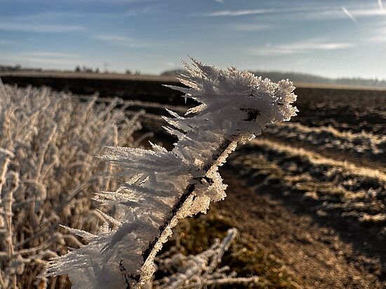 Pflanzen im Winter erkennen?
