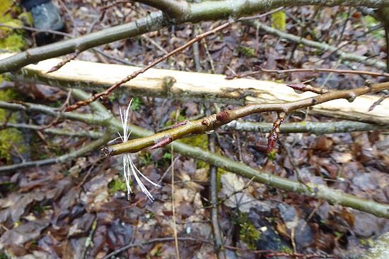 Mit dem Ranger unterwegs: Wildtierführung im Rahmen der Wildwochen im Naturpark Hirschwald