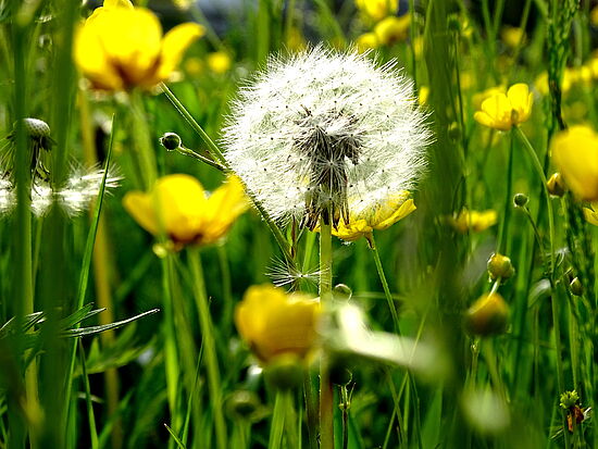 Versorgung am Lebensende: 
Ich bin Angehörige(r) - 
kann ich das schaffen?