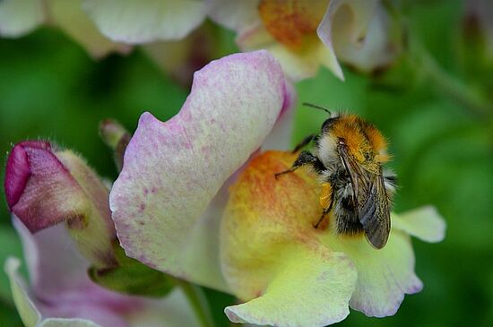 Erlebnisführung durch den Botanischen Garten der Uni Regensburg