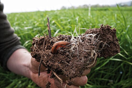 Gesunde Pflanze – gesunder Boden? Die unterschätze Rolle der Mikronährstoffe 
"BODEN UM 7"