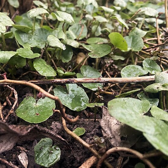 Frühlingskräuter – 
sicher erkennen und nutzen
